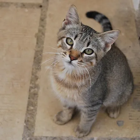 مزرعة للإقامة Tenuta Serre