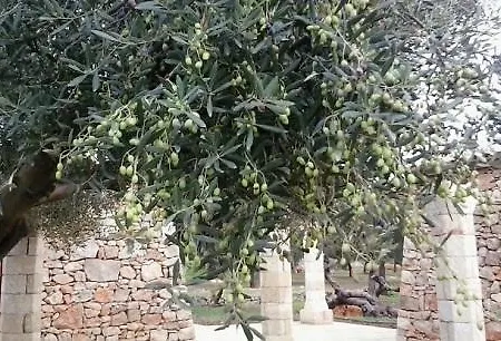 Tenuta Serre Κατάλυμα σε φάρμα