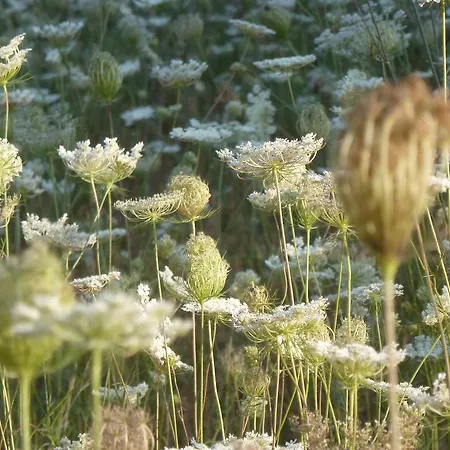 مزرعة للإقامة Tenuta Serre *