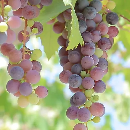 Tenuta Serre * سالفي